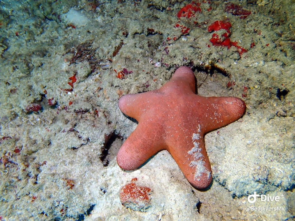 Fauna marina y vida submarina observada durane curso de buceo SeaDivers